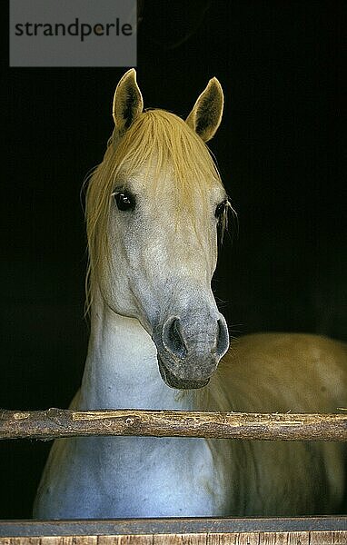 Lipizzaner-Pferd  Portrait eines Erwachsenen