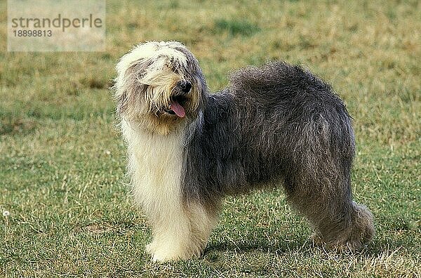 Bobtail-Hund oder Old English Sheepdog  Erwachsener stehend auf Gras