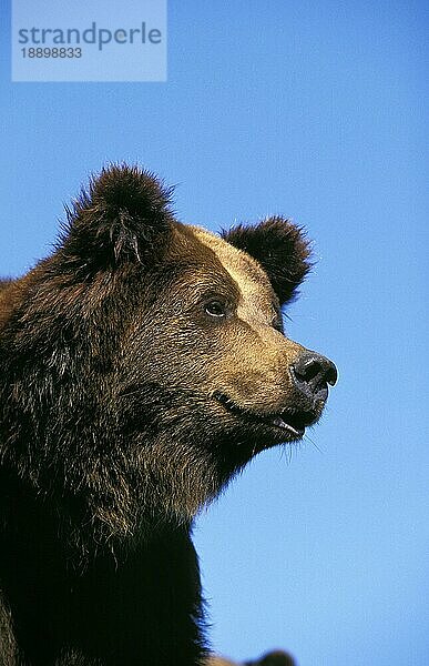 Braunbär (ursus arctos)  Porträt eines Erwachsenen