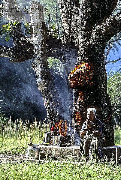 Eine alte Frau verehrt einen Baum in Masinagudi  Nilgiris  Tamil Nadu  Südindien  Indien  Asien