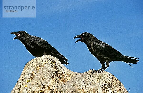 Kolkrabe (corvus corax)  Erwachsene rufen  krächzen