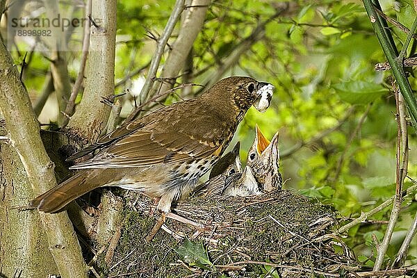 Singdrossel (turdus philomelos)  Erwachsener entfernt Kotsack aus dem Nest  Normandie