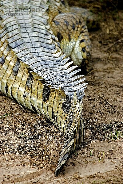 Orinoco-Krokodil (crocodylus intermedius)  Erwachsener  Nahaufnahme des Schwanzes  Los Lianos in Venezuela