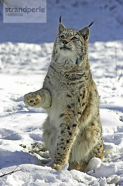 Europäischer Luchs oder Eurasischer Luchs (felis lynx)  Erwachsener sitzend auf Schnee