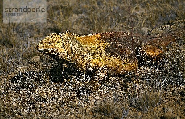 Galapagos Landleguan (conolophus subcristatus)  Erwachsener  Galapagos Inseln