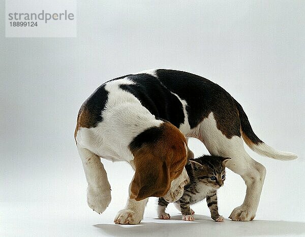 Beagle  Welpe und Kätzchen  Hauskatze