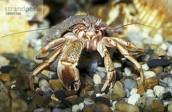 Einsiedlerkrebs (pagurus bernhardus)  Erwachsener in seiner Schale