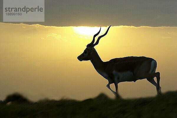 Schwarzbuch Antilope (antilope cervicapra)  Silhouette des Männchens