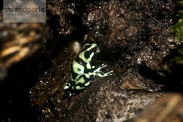 Grüner und schwarzer Pfeilgiftfrosch (Dendrobates auratus)  erwachsen  Costa Rica  Mittelamerika