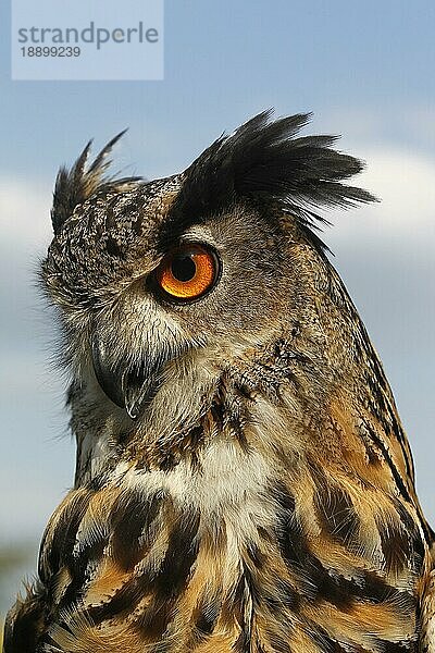 Europäischer Uhu (Bubo bubo)  Porträt eines Erwachsenen