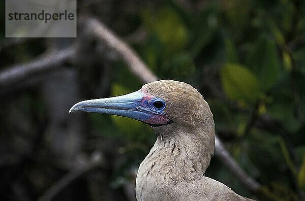 Rotfußtölpel (sula sula)  Porträt eines Erwachsenen mit blauem Schnabel  Galapagos-Inseln