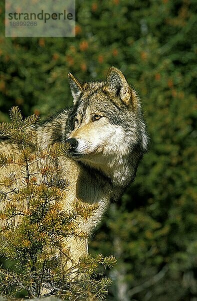 Nordamerikanischer Mackenzie-Wolf (canis lupus occidentalis)  erwachsen  Kanada  Nordamerika