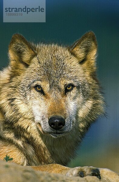 Europäischer Wolf (canis lupus)  Porträt eines Erwachsenen