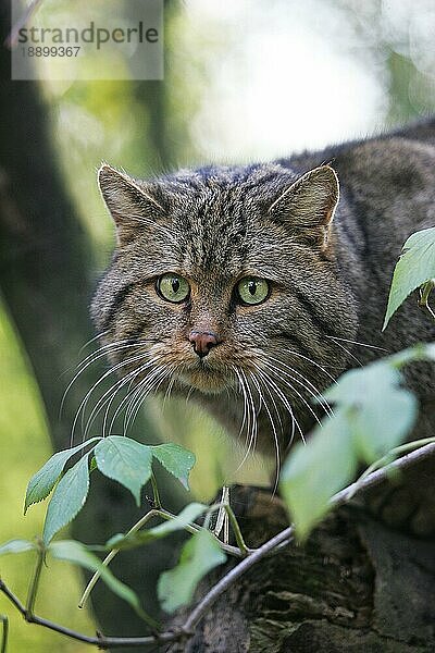 EUROPÄISCHE WILDCATTE (felis silvestris)  PORTRAIT EINES ERWACHSENEN