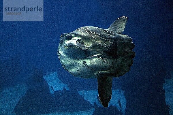 Sonnenbarsch (mola mola)  erwachsen