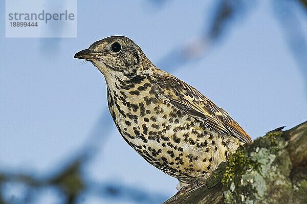 Misteldrossel (turdus viscivorus)  Erwachsener auf Ast  Normandie