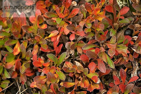 Alpine Bärentraube (Arctostaphylos alpina)  Norwegen  Europa