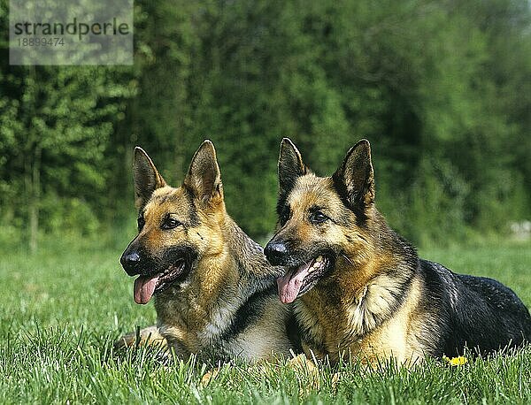 Deutscher Schäferhund  Erwachsene liegen auf Gras