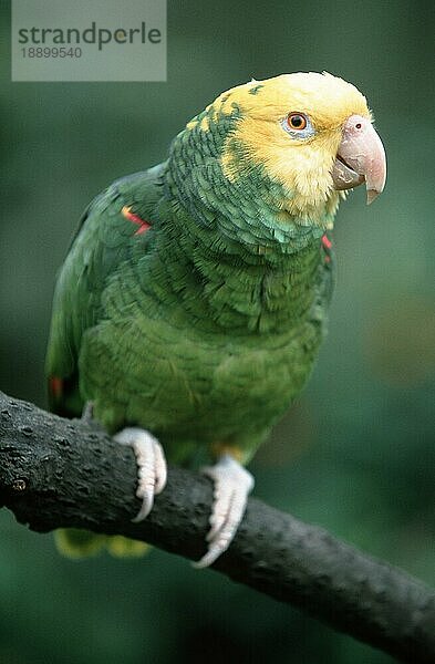 Double Yellow-headed amazon (Amazona ochrocephala oratrix)  Doppelgelbkopfamazone (Levaillant's Amazon) (Mexican Yellow-headed Amazon) (south america) (Karibik) (Caribbean) (Tiere) (animals) (Vogel) (Vögel) (birds) (Amazonen) (Papageien) (parrots) (Ast) (außen) (outdoor) (frontal) (head-on) (von vorne) (grün) (green) (sitzen) (sitting) (adult)