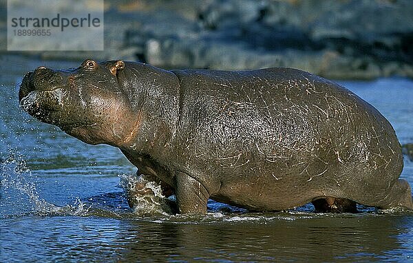 HIPPOPOTAMUS (Flusspferd amphibius)  ERWACHSENER IM MARA-FLUSS  MASAI MARA PARK  KENIA