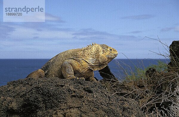 Galapagos Landleguan (conolophus subcristatus)  Erwachsener auf Felsen  Galapagos Inseln