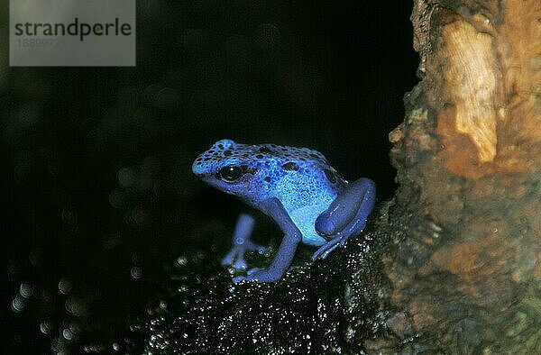 Blauer Pfeilgiftfrosch  dendrobates azureus  Erwachsener