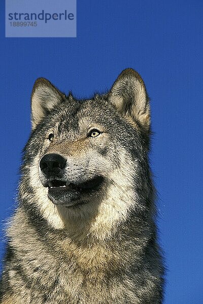 NORDAMERIKANISCHER GRAUER WOLF (canis lupus occidentalis)  PORTRAIT EINES ERWACHSENEN  KANADA