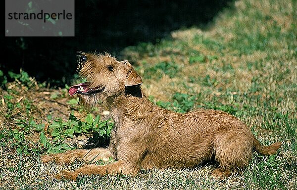 Irish Terrier  Erwachsener Liegend auf Gras