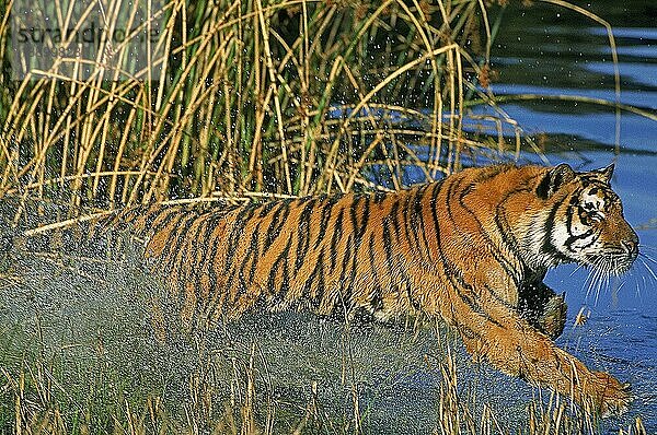 Königstiger (panthera tigris tigris)  ERWACHSENER  der ins Wasser geht