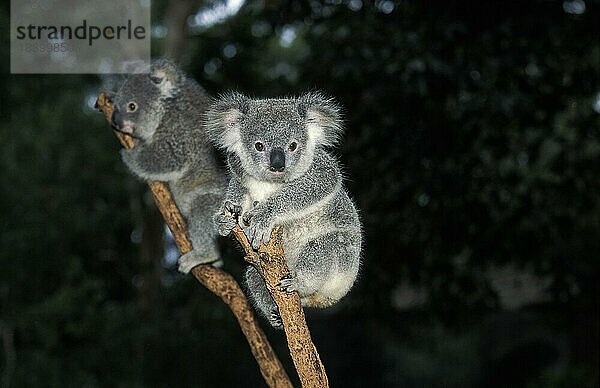 KOALA (phascolarctos cinereus)  ERWACHSENE AUF BRANCHE  AUSTRALIEN