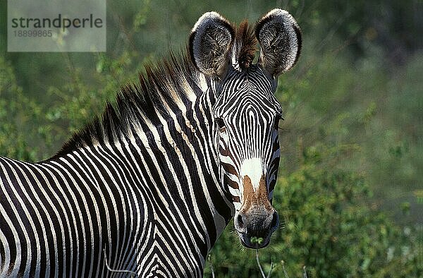 Grevy-Zebra (equus grevyi)  Kopf eines Erwachsenen  Samburu-Park in Kenia