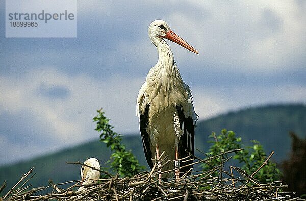 Weißstorch (ciconia ciconia)  Erwachsener auf Nest  Elsass in Frankreich