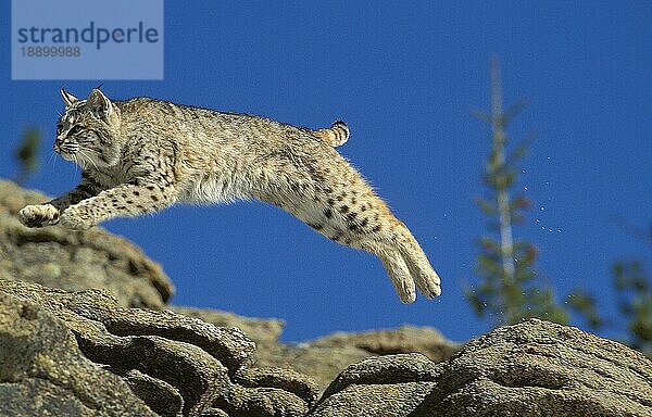 BOBCAT (lynx rufus)  ERWACHSENER SPRINGT VOM FELSEN  KANADA