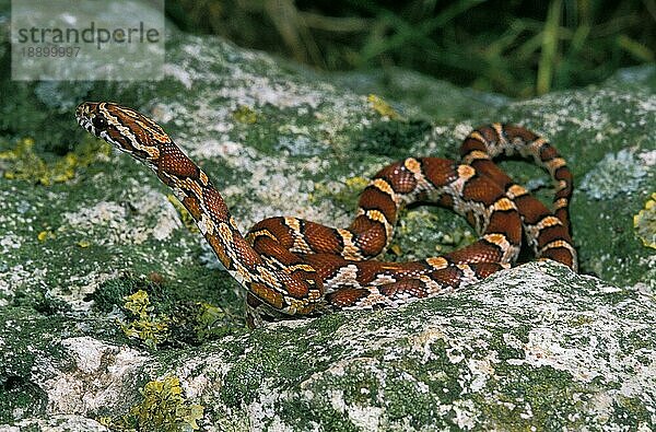 Kornnatter (elaphe guttata) oder Rattennatter  Erwachsener auf Fels