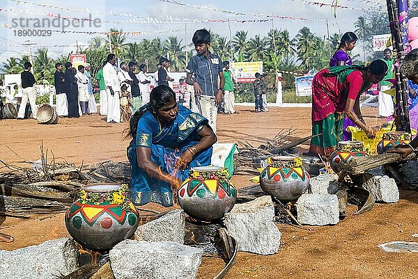 Frauen beim Pongal-Fest in Pollachi  Tamil Nadu  Südindien  Indien  Asien