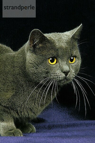 Chartreux Hauskatze  Erwachsene liegend gegen schwarzen Hintergrund