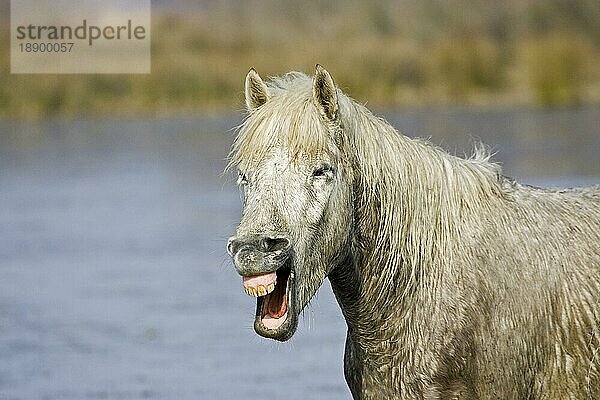 CAMARGUE PFERD  ERWACHSENE WIEHERN  SAINTES MARIE DE LA MER IN SÜDFrankreich