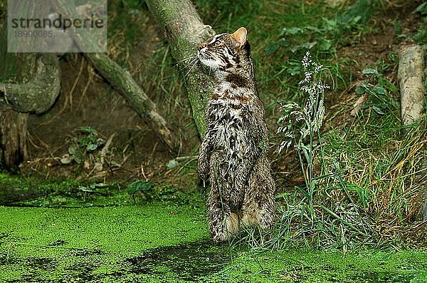 Leopardkatze (prionailurus bengalensis)  Erwachsener bei der Jagd  auf Hinterbeinen