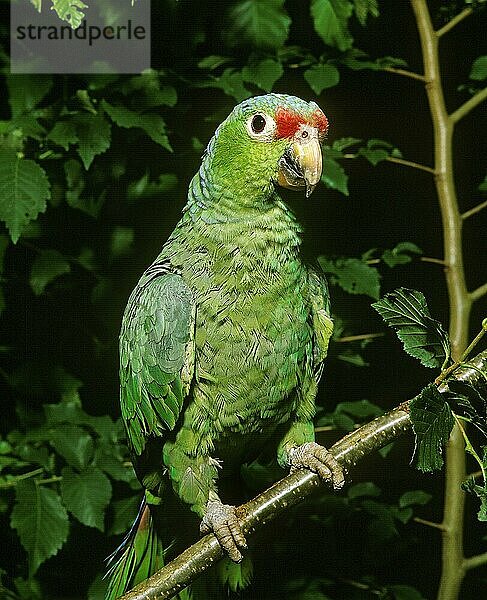 Rotstirnamazone (amazona autumnalis)  ERWACHSENER AUF DEM BRANSCH STEHEND