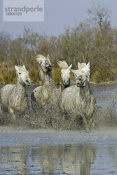 CAMARGUE PFERD  HERDE GALOPPIERT IM SUMPF  SAINTES MARIE DE LA MER IM SÜDEN VON Frankreich