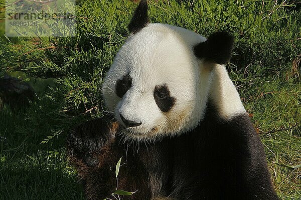 Großer Panda (ailuropoda melanoleuca)  Porträt eines Erwachsenen