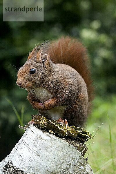 Rotes Eichhörnchen (sciurus vulgaris)  erwachsen  Normandie