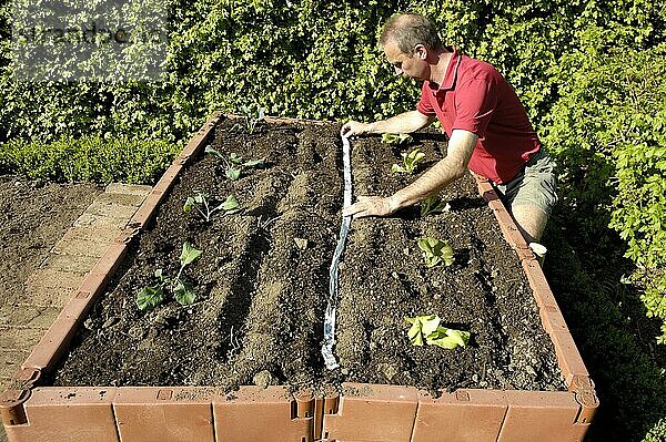 Mann bepflanzt Hochbeet