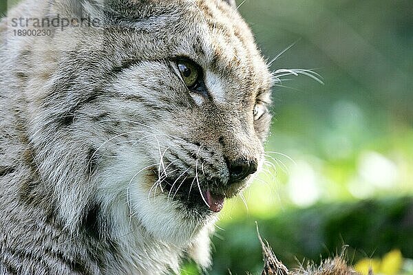 Europäischer Luchs (felis lynx)  Portrait eines Erwachsenen