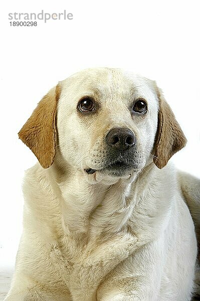 Gelber Retriever Labrador  Porträt einer Frau vor weißem Hintergrund