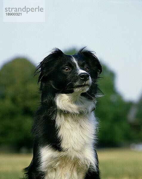 Border Collie Hund  Porträt