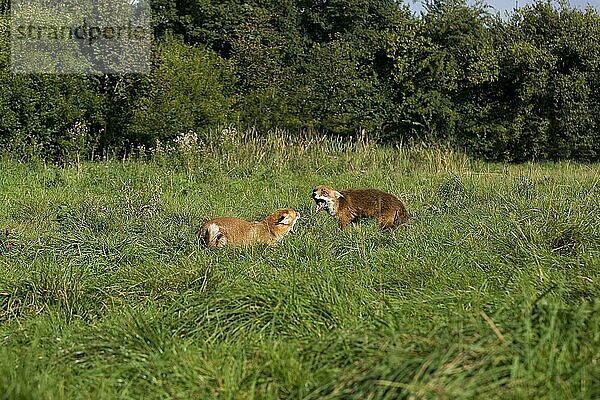 Rotfuchs (vulpes vulpes)  ERWACHSENE KÄMPFE  NORMAL IN Frankreich