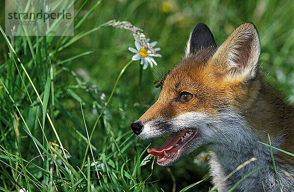 ROTFUCHS (vulpes vulpes)  ERWACHSENER IM LANGEN GRAS STEHEND