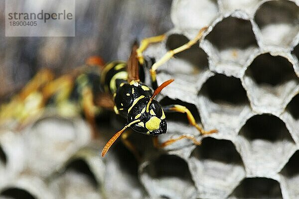 Gemeine Wespe (vespula vulgaris)  Erwachsener auf Nest  Normandie