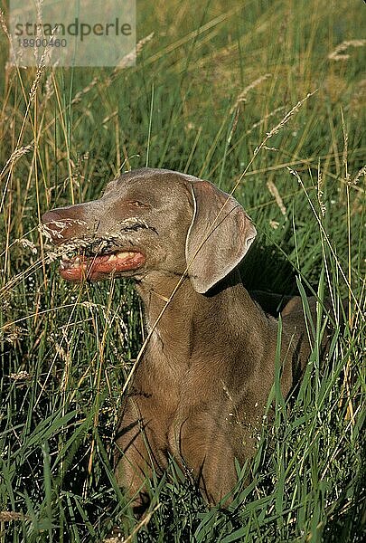 Weimaraner Vorstehhund  erwachsen liegend im langen Gras